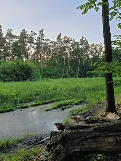 Rezerwat przyrody Młochowski Grąd